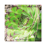 Montepulciano Vino Nobile, Italy Fridge Magnet