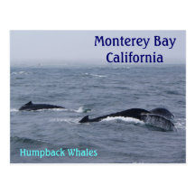 Monterey Bay California Postcard