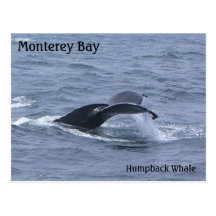 Monterey Bay Humpback Whale Tail Postcard