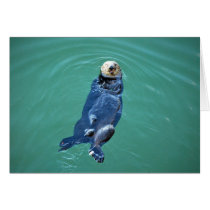 Monterey Bay Sea Otter cards