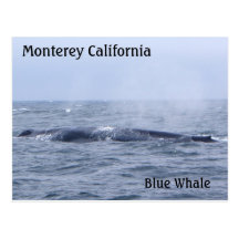 Monterey California-Blue Whale Postcard