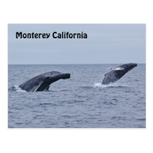 Monterey California Breaching Humpbacks Postcard