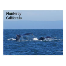 Monterey, California Humpback Tail Flukes Postcard
