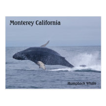 Monterey California Humpback Whale Postcard