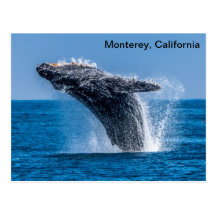 Monterey California Humpback Whale Postcard