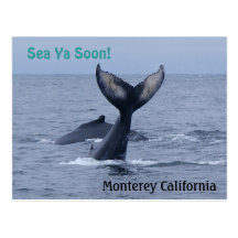 Monterey California Whale Tail Postcard