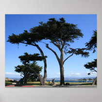 Monterey Cypress Tree, Coastline Photo Print