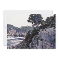 Monterey Cypresses On Headland Custom Invites