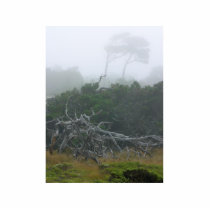Monterey Fog photo sculptures