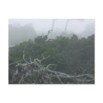 Monterey Fog postcards