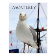 Monterey, Seagull and Boat Postcard
