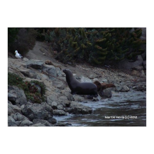 Monterey Watering Hole zazzle_print