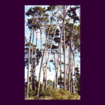 Montery Pines
