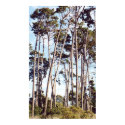 Montery Pines posters by dma847 Montery Pines posters