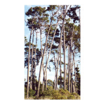 Montery Pines posters