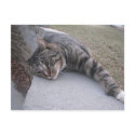 MONTY the Cat postcards