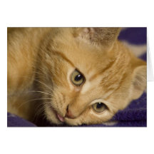 Monty the kitten card