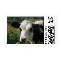 Moo postage