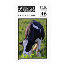 Moo postage