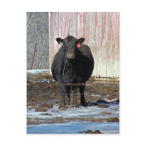 Moo postcards by angelandspot Moo postcards