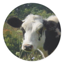 Moo Round Stickers