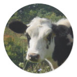Moo Round Stickers