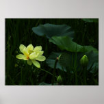 Moody Lotus Buds and Blossom Photo Poster