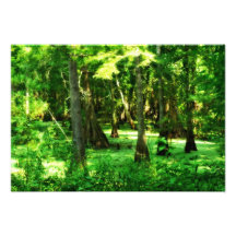 Moody Swamps Photo Enlargement