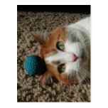 Mookie Cat Having a Ball Photo Postcard