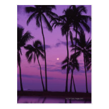 Moon and Palm Tree Post Cards