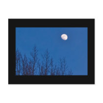 Moon and Trees Postcard