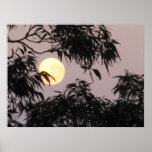 Moon behind gum trees print
