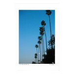 Moon Behind the Palm Trees posters