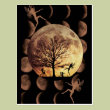 Moon Dance Postcards
