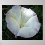 Moon Flower Print