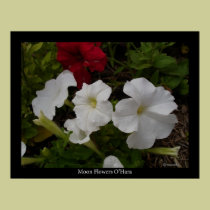 Moon Flowers O' Hara posters