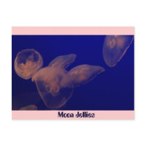 Moon Jellfish, Moon Jellies postcards by erin_kathleen Moon Jellfish, Moon Jellies postcards