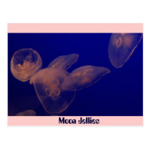 Moon Jellfish, Moon Jellies Postcard