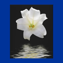 Moon lily canvas prints