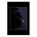 Moon Palm