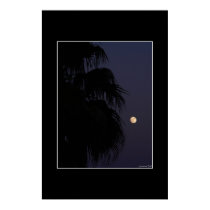 Moon Palm posters by anm8ed Moon Palm posters