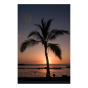 MOON PALM posters