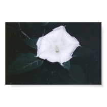 Planta da lua pôsteres