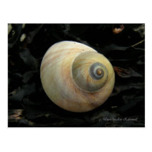 Moon Sea Snail Seashell, Unalaska Island Postcard