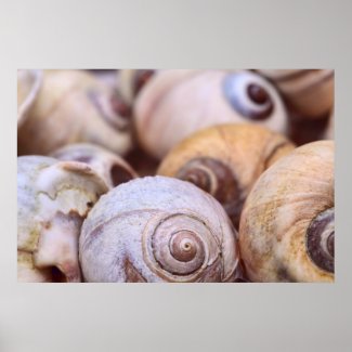 Moon Snail Shells