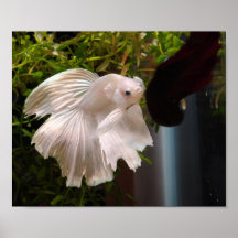 Moonba Flaring Print