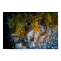 moonfish's curiousity posters by nefera moonfish's curiousity posters