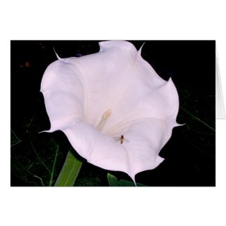 Moonflower and Friend Note Card