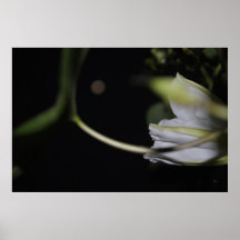 Moonflower by Night Poster