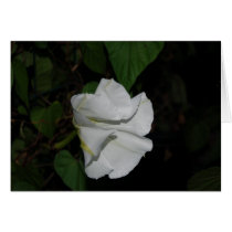 Moonflower cards